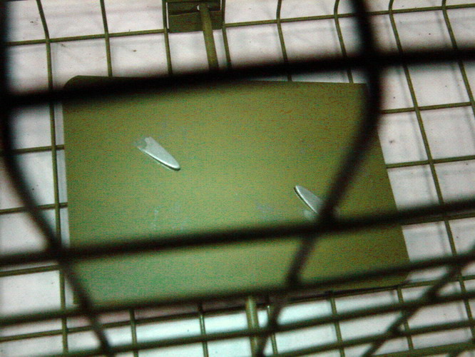 Pasca na kuny, potkany, norky, mačky, tchory, 78cm + otrava grátis